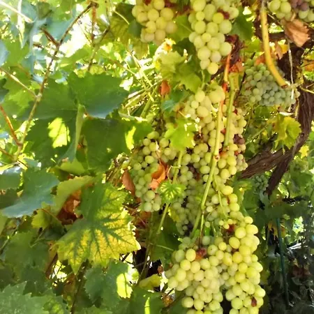 With A Parking Space Mirca, Brac - 730 Supetar